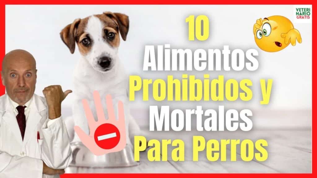 Qué alimentos no pueden comer los perros Descubre la lista completa