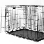 CANES-JOB-1-150×150