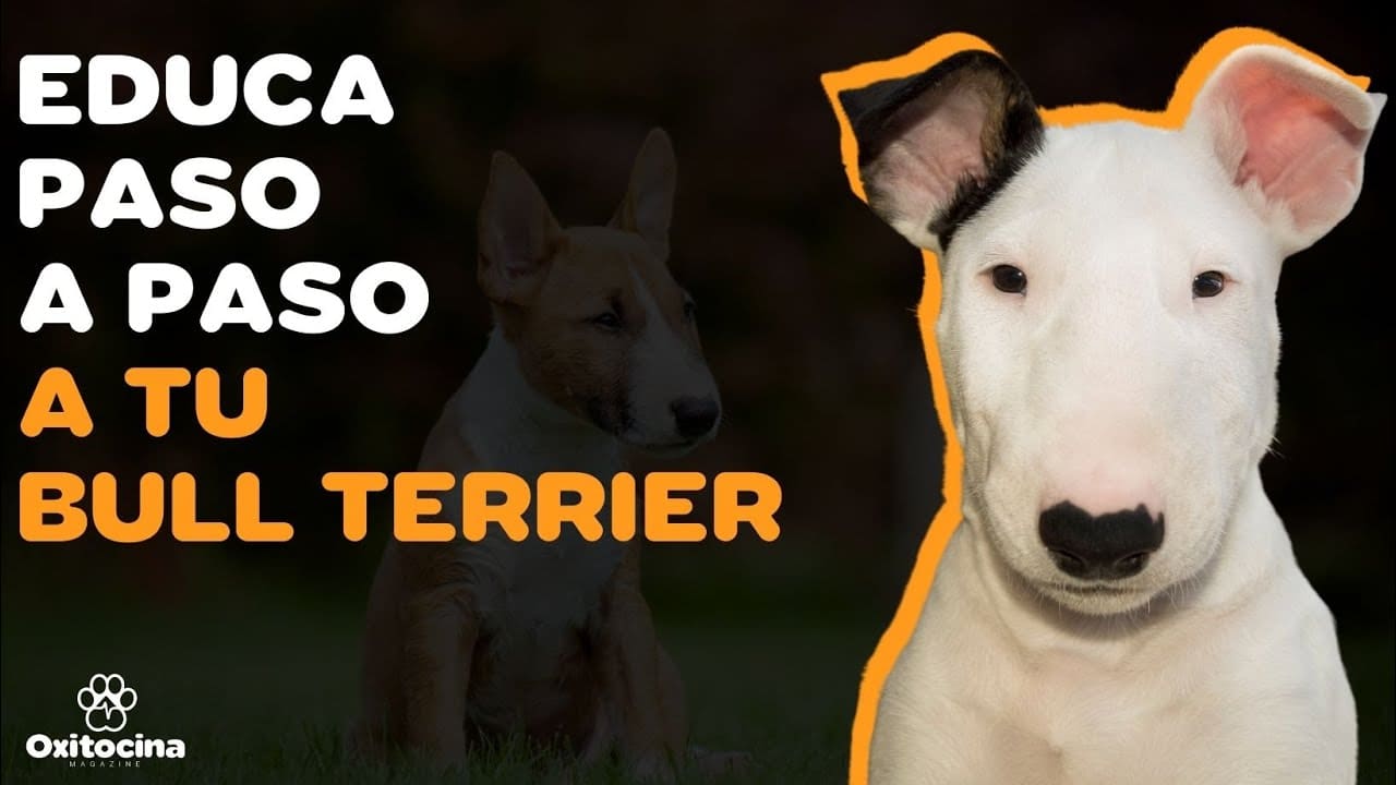 son los bull terriers faciles de entrenar