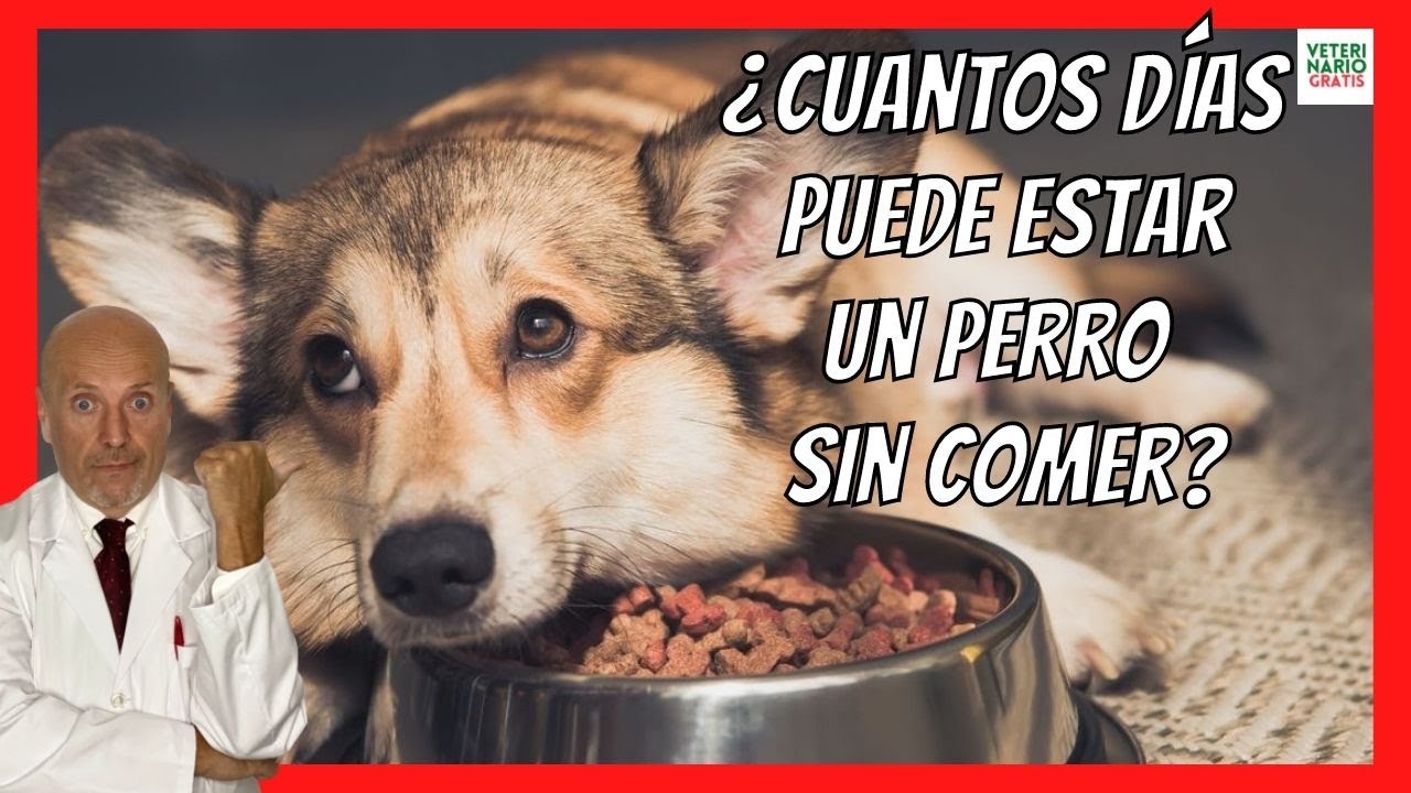 que pasa si un perro no come durante 2 dias