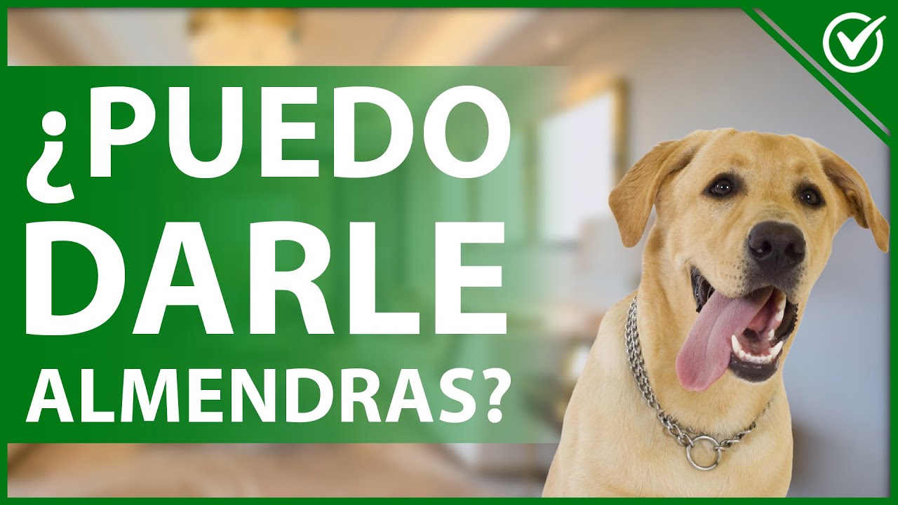 el extracto de almendras es malo para los perros